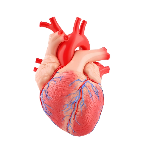 HEART , BLOOD PRESSURE AND CIRCULATION | امراض دل ، بلڈ پریشر